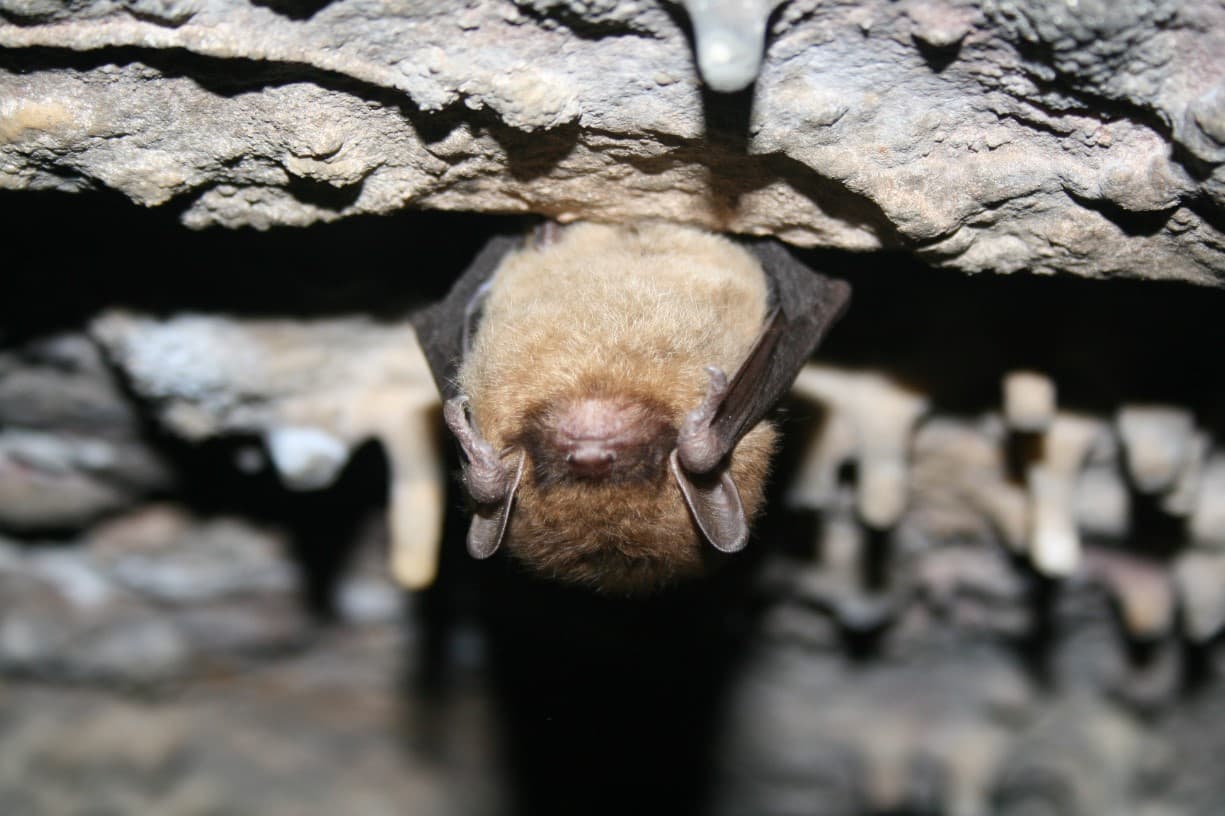 The World &amp; Me: Bat Week Extravaganza with special guests…Arachnids!