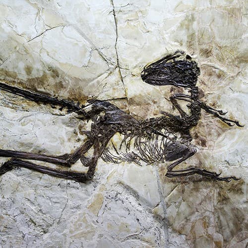 The Rise and Fall of the Dinosaurs
