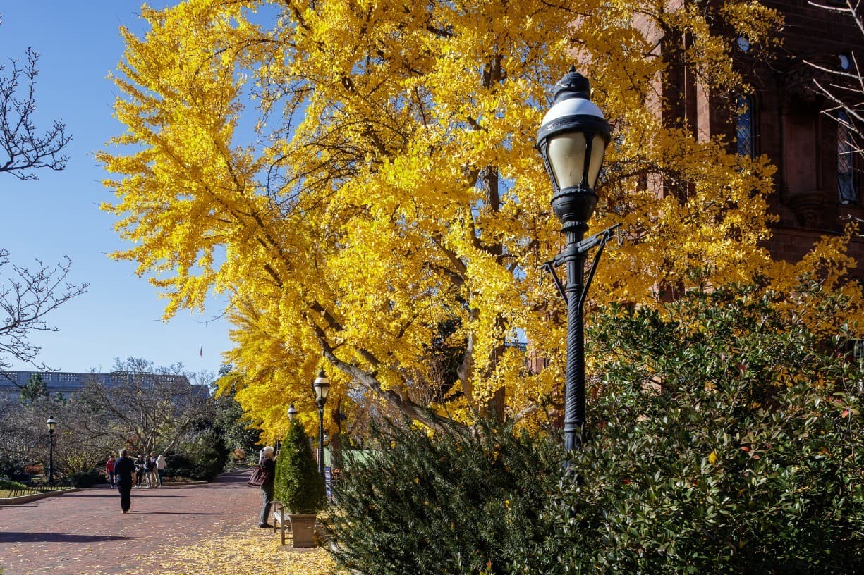 Enid A. Haupt Garden Tour