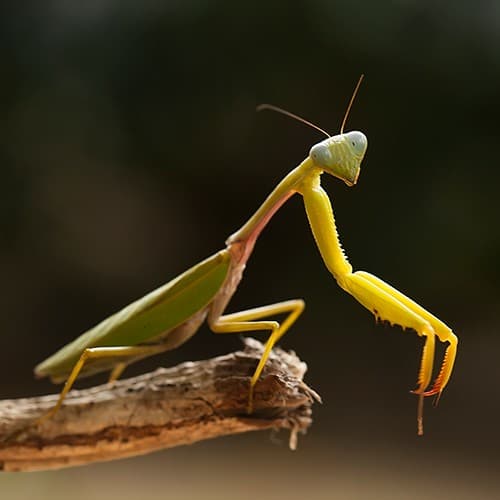 What Mantises Reveal About Insect Evolution