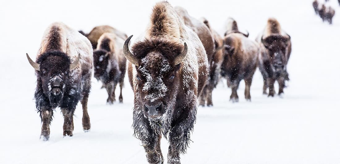 American Bison Cart Chat