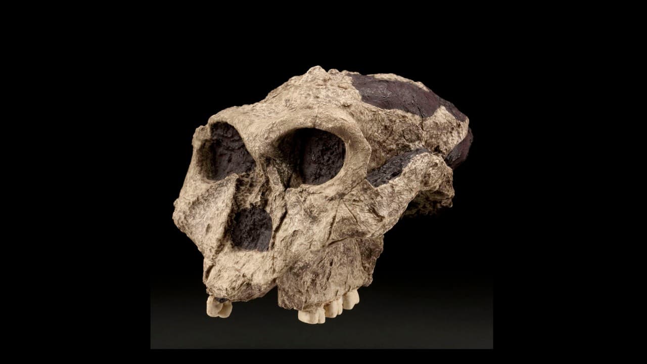 Paleoproteomics in Paleoanthropology