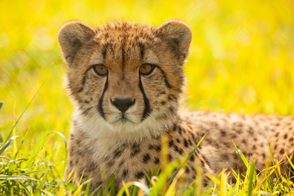 Conservation Classroom: Saving Endangered Species