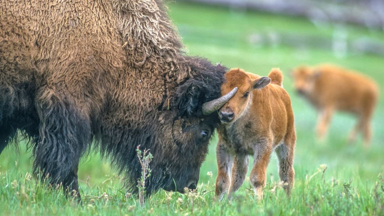 An Evening With Chris Geremia and Tom Murphy: Return of the Last Wild Bison Herd in Yellowstone