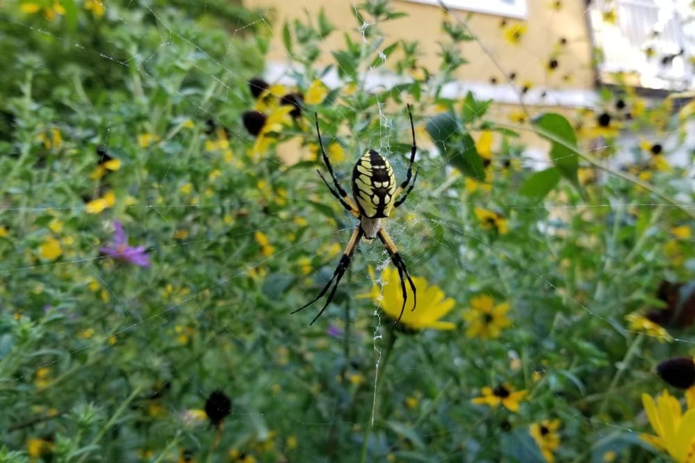 Play Date at NMNH: Awesome Arachnids!
